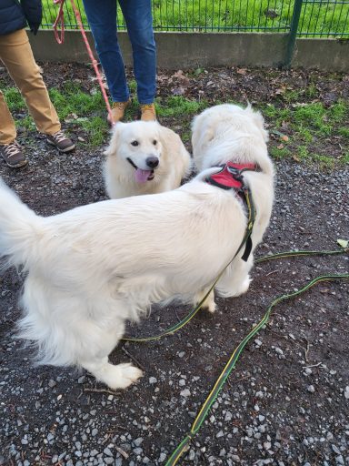 Préparation pour devenir chien médiateur.