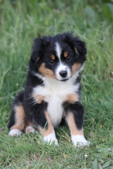 Bulle Berger américain miniature de 2,5 mois. Premier chiot du couple, nous allons travailler pour assurer une belle vie à cette famille