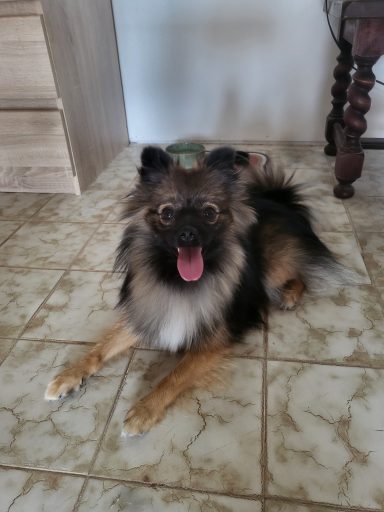 Spitz femelle de 2 ans qui vient voir éduc'action canine de l'Argoat pour la gestion des émotions et travail de l'auto contrôle. 